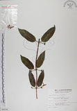 中文名:阿里山忍冬(S009238)學名:Lonicera acuminata Wall. ex Roxb.(S009238)中文別名:漸尖葉忍冬