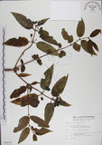 中文名:阿里山忍冬(S009239)學名:Lonicera acuminata Wall. ex Roxb.(S009239)中文別名:漸尖葉忍冬