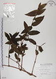 中文名:阿里山忍冬(S009290)學名:Lonicera acuminata Wall. ex Roxb.(S009290)中文別名:漸尖葉忍冬