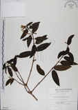 中文名:阿里山忍冬(S009291)學名:Lonicera acuminata Wall. ex Roxb.(S009291)中文別名:漸尖葉忍冬