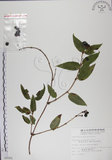 中文名:阿里山忍冬(S009301)學名:Lonicera acuminata Wall. ex Roxb.(S009301)中文別名:漸尖葉忍冬