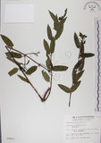 中文名:阿里山忍冬(S009857)學名:Lonicera acuminata Wall. ex Roxb.(S009857)中文別名:漸尖葉忍冬