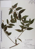 中文名:阿里山忍冬(S010074)學名:Lonicera acuminata Wall. ex Roxb.(S010074)中文別名:漸尖葉忍冬