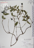 中文名:阿里山忍冬(S010075)學名:Lonicera acuminata Wall. ex Roxb.(S010075)中文別名:漸尖葉忍冬