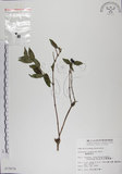 中文名:阿里山忍冬(S010076)學名:Lonicera acuminata Wall. ex Roxb.(S010076)中文別名:漸尖葉忍冬