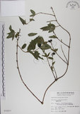 中文名:阿里山忍冬(S010077)學名:Lonicera acuminata Wall. ex Roxb.(S010077)中文別名:漸尖葉忍冬