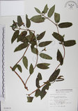 中文名:阿里山忍冬(S010619)學名:Lonicera acuminata Wall. ex Roxb.(S010619)中文別名:漸尖葉忍冬