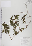 中文名:阿里山忍冬(S010620)學名:Lonicera acuminata Wall. ex Roxb.(S010620)中文別名:漸尖葉忍冬