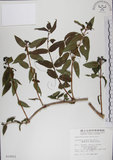 中文名:阿里山忍冬(S010621)學名:Lonicera acuminata Wall. ex Roxb.(S010621)中文別名:漸尖葉忍冬