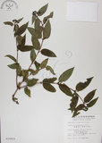 中文名:阿里山忍冬(S010622)學名:Lonicera acuminata Wall. ex Roxb.(S010622)中文別名:漸尖葉忍冬
