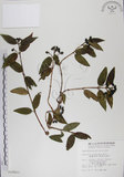 中文名:阿里山忍冬(S010623)學名:Lonicera acuminata Wall. ex Roxb.(S010623)中文別名:漸尖葉忍冬