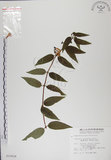 中文名:阿里山忍冬(S010624)學名:Lonicera acuminata Wall. ex Roxb.(S010624)中文別名:漸尖葉忍冬