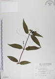 中文名:阿里山忍冬(S010625)學名:Lonicera acuminata Wall. ex Roxb.(S010625)中文別名:漸尖葉忍冬