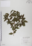 中文名:阿里山忍冬(S010626)學名:Lonicera acuminata Wall. ex Roxb.(S010626)中文別名:漸尖葉忍冬
