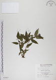 中文名:阿里山忍冬(S010627)學名:Lonicera acuminata Wall. ex Roxb.(S010627)中文別名:漸尖葉忍冬