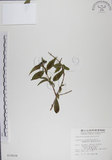 中文名:阿里山忍冬(S010628)學名:Lonicera acuminata Wall. ex Roxb.(S010628)中文別名:漸尖葉忍冬