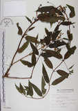 中文名:阿里山忍冬(S011046)學名:Lonicera acuminata Wall. ex Roxb.(S011046)中文別名:漸尖葉忍冬