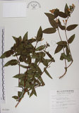 中文名:阿里山忍冬(S011047)學名:Lonicera acuminata Wall. ex Roxb.(S011047)中文別名:漸尖葉忍冬