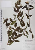中文名:阿里山忍冬(S011048)學名:Lonicera acuminata Wall. ex Roxb.(S011048)中文別名:漸尖葉忍冬