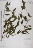 中文名:阿里山忍冬(S011049)學名:Lonicera acuminata Wall. ex Roxb.(S011049)中文別名:漸尖葉忍冬