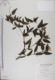 中文名:阿里山忍冬(S011050)學名:Lonicera acuminata Wall. ex Roxb.(S011050)中文別名:漸尖葉忍冬