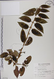 中文名:阿里山忍冬(S013704)學名:Lonicera acuminata Wall. ex Roxb.(S013704)中文別名:漸尖葉忍冬