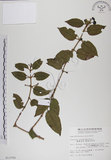中文名:阿里山忍冬(S013705)學名:Lonicera acuminata Wall. ex Roxb.(S013705)中文別名:漸尖葉忍冬