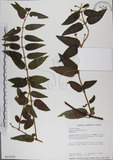 中文名:阿里山忍冬(S014009)學名:Lonicera acuminata Wall. ex Roxb.(S014009)中文別名:漸尖葉忍冬
