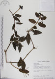 中文名:阿里山忍冬(S014034)學名:Lonicera acuminata Wall. ex Roxb.(S014034)中文別名:漸尖葉忍冬