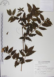 中文名:阿里山忍冬(S014477)學名:Lonicera acuminata Wall. ex Roxb.(S014477)中文別名:漸尖葉忍冬