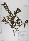 中文名:阿里山忍冬(S015654)學名:Lonicera acuminata Wall. ex Roxb.(S015654)中文別名:漸尖葉忍冬