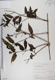 中文名:阿里山忍冬(S016107)學名:Lonicera acuminata Wall. ex Roxb.(S016107)中文別名:漸尖葉忍冬