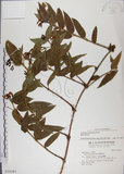 中文名:阿里山忍冬(S016397)學名:Lonicera acuminata Wall. ex Roxb.(S016397)中文別名:漸尖葉忍冬
