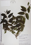 中文名:阿里山忍冬(S017598)學名:Lonicera acuminata Wall. ex Roxb.(S017598)中文別名:漸尖葉忍冬