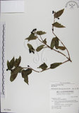 中文名:阿里山忍冬(S017880)學名:Lonicera acuminata Wall. ex Roxb.(S017880)中文別名:漸尖葉忍冬