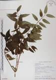 中文名:阿里山忍冬(S018440)學名:Lonicera acuminata Wall. ex Roxb.(S018440)中文別名:漸尖葉忍冬