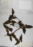 中文名:阿里山忍冬(S022444)學名:Lonicera acuminata Wall. ex Roxb.(S022444)中文別名:漸尖葉忍冬
