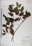 中文名:阿里山忍冬(S030905)學名:Lonicera acuminata Wall. ex Roxb.(S030905)中文別名:漸尖葉忍冬