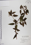 中文名:阿里山忍冬(S031582)學名:Lonicera acuminata Wall. ex Roxb.(S031582)中文別名:漸尖葉忍冬