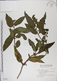 中文名:阿里山忍冬(S031912)學名:Lonicera acuminata Wall. ex Roxb.(S031912)中文別名:漸尖葉忍冬