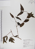 中文名:阿里山忍冬(S043347)學名:Lonicera acuminata Wall. ex Roxb.(S043347)中文別名:漸尖葉忍冬