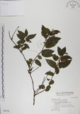 中文名:阿里山忍冬(S046558)學名:Lonicera acuminata Wall. ex Roxb.(S046558)中文別名:漸尖葉忍冬