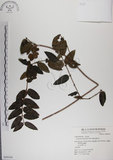 中文名:阿里山忍冬(S049344)學名:Lonicera acuminata Wall. ex Roxb.(S049344)中文別名:漸尖葉忍冬