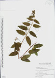 中文名:阿里山忍冬(S049411)學名:Lonicera acuminata Wall. ex Roxb.(S049411)中文別名:漸尖葉忍冬
