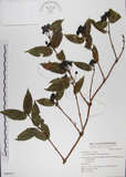 中文名:阿里山忍冬(S049471)學名:Lonicera acuminata Wall. ex Roxb.(S049471)中文別名:漸尖葉忍冬