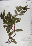 中文名:阿里山忍冬(S053996)學名:Lonicera acuminata Wall. ex Roxb.(S053996)中文別名:漸尖葉忍冬