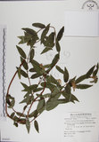 中文名:阿里山忍冬(S054547)學名:Lonicera acuminata Wall. ex Roxb.(S054547)中文別名:漸尖葉忍冬