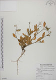 中文名:玉山筷子芥(S076402)學名:Arabis lyrata L. subsp. kamtschatica (Fisch. ex DC.) Hulten.(S076402)