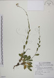 中文名:玉山筷子芥(S080237)學名:Arabis lyrata L. subsp. kamtschatica (Fisch. ex DC.) Hulten.(S080237)