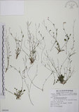 中文名:玉山筷子芥(S080260)學名:Arabis lyrata L. subsp. kamtschatica (Fisch. ex DC.) Hulten.(S080260)